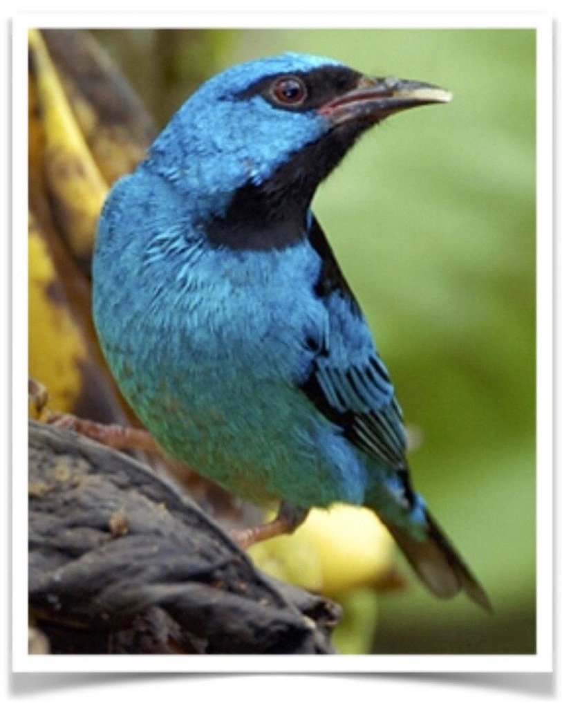 Buy Blue Dacnis Turquoise Honeycreeper Online Novan Bird's For Sale