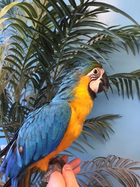 BUY CHEAP MACAWS ONLINE Novan Bird's For Sale - Macaw Bird Accessories Online Sale