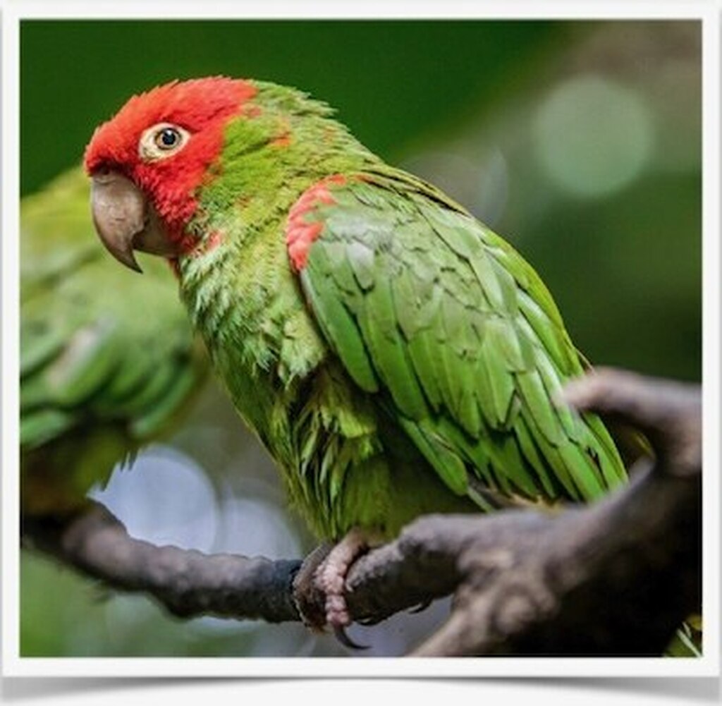 Buy Cherry Headed Conure Online Novan Bird's For Sale