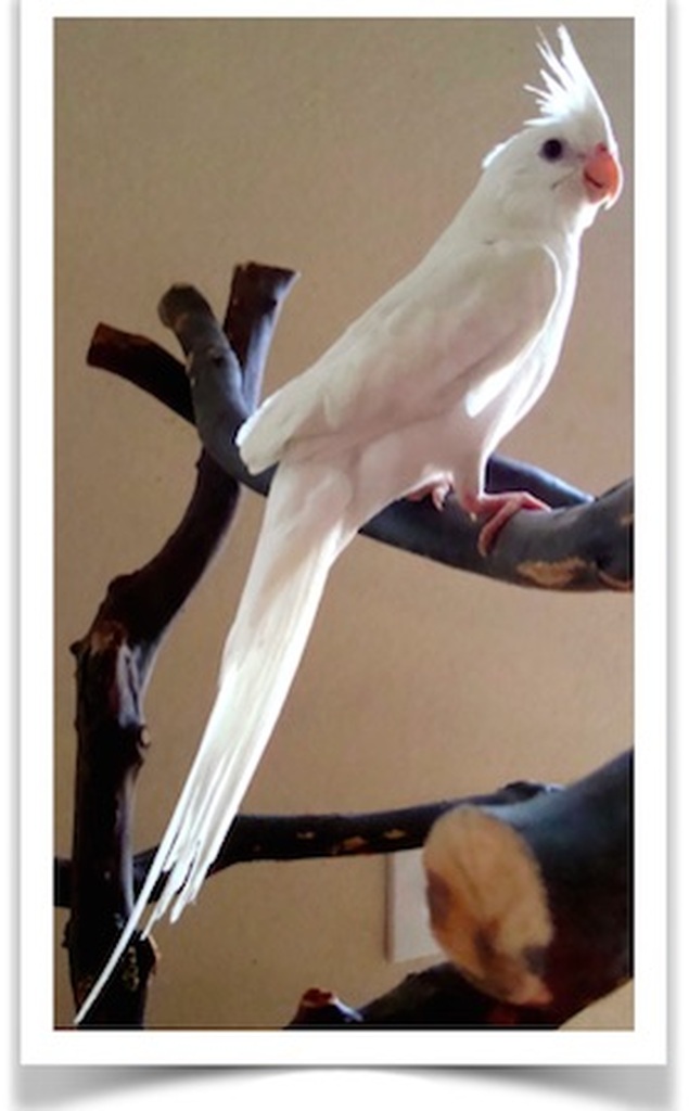 Buy Cockatiel Albino Online Novan Birds For Sale 