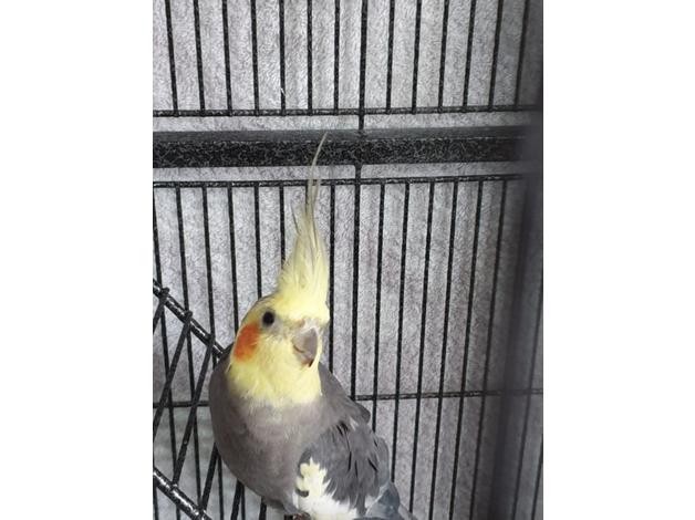 Buy Cockatiel Bird For Sale Novan Birds For Sale 