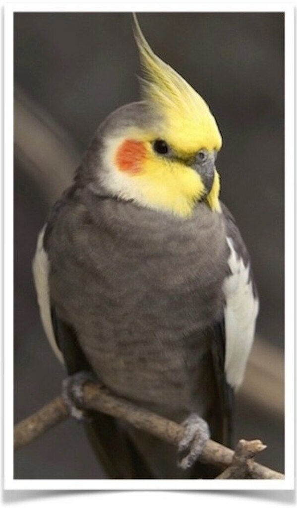 Buy Cockatiel Female Only Online Novan Birds For Sale 