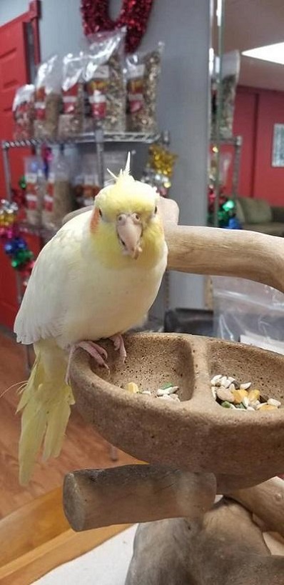 Buy Cockatiel For Sale Novan Birds For Sale 