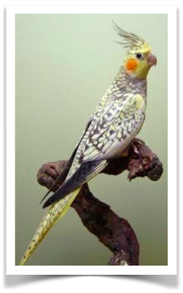 Buy Cockatiel Pearl Online Novan Birds For Sale 