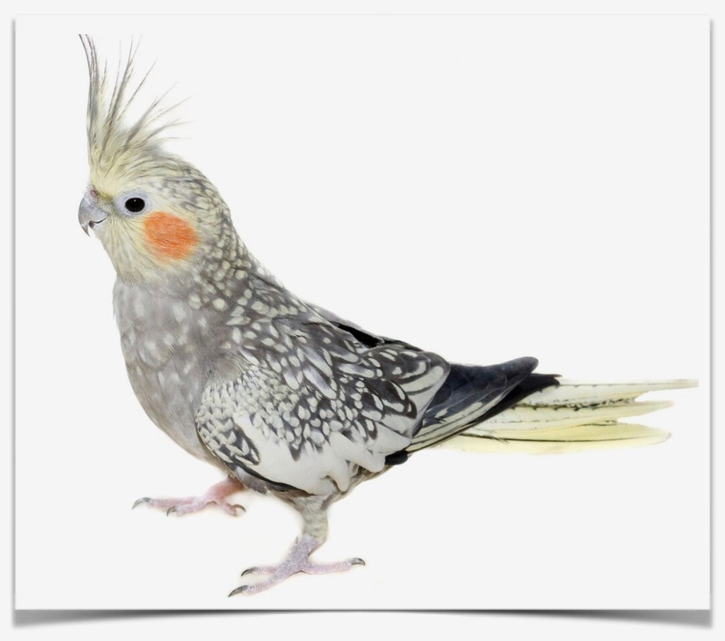 Buy Cockatiel Pearl Online Novan Birds For Sale 