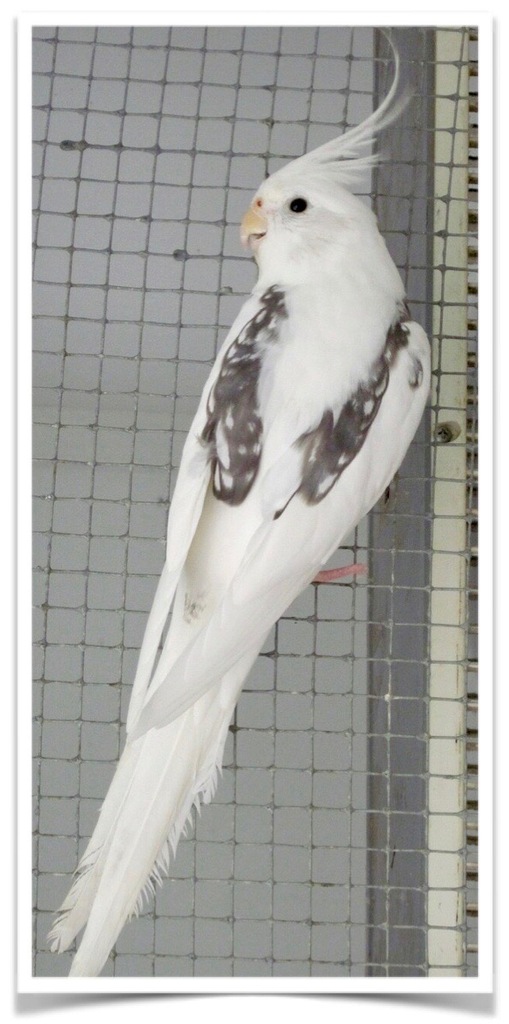 Buy Cockatiel White Faced Pied Online Novan Birds For Sale 