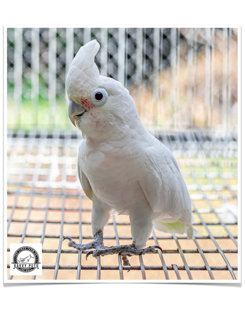 Buy Goffin's Cockatoo Online Novan Bird's For Sale