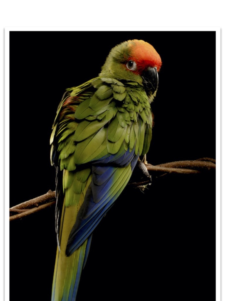 Buy Gold Capped Conure Online Novan Bird's For Sale