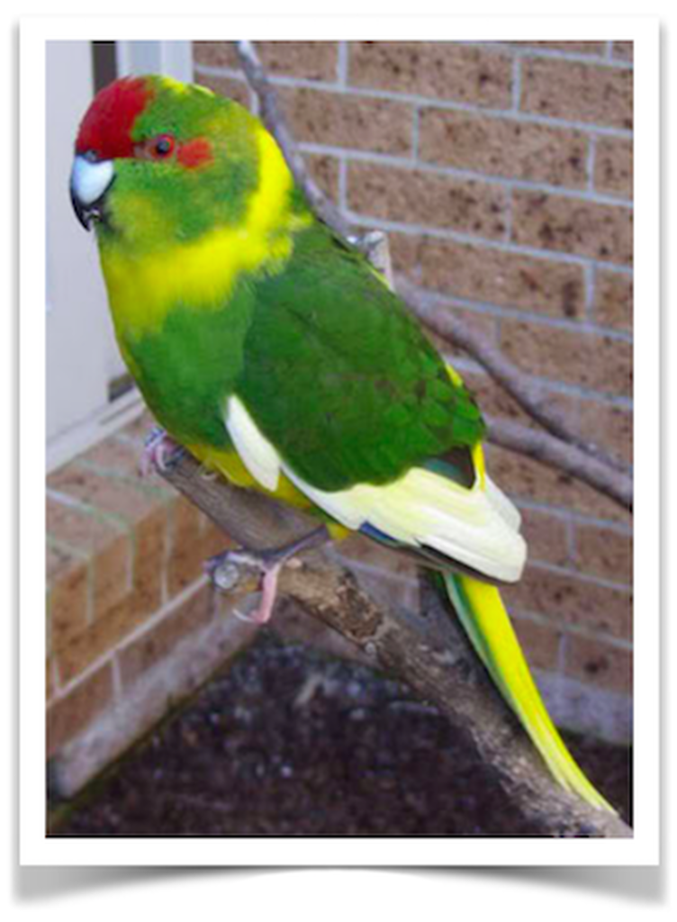 Buy Kakariki Red Crowned Parakeet Pied Online Novan Birds For Sale 