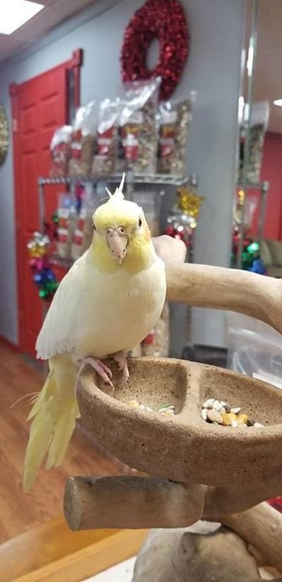 Buy Lutino Cockatiel For Sale Novan Birds For Sale 