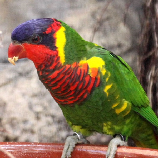 Buy Ornate lorikeet for sale – Novan Bird's For Sale