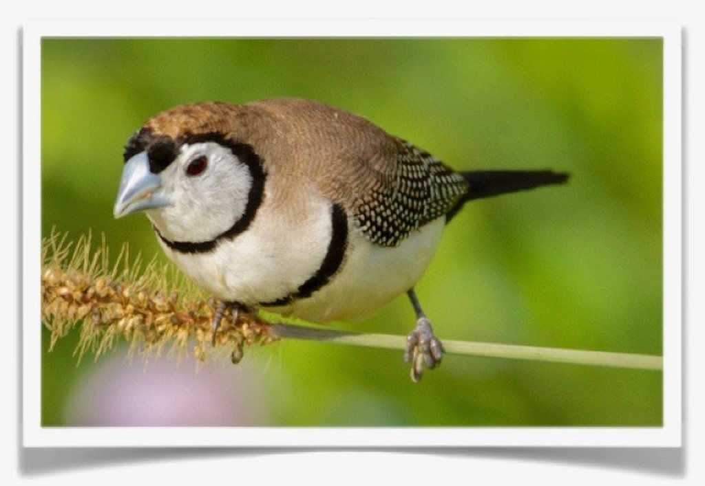 Buy Owl Finch Fawn Online Novan Bird's For Sale