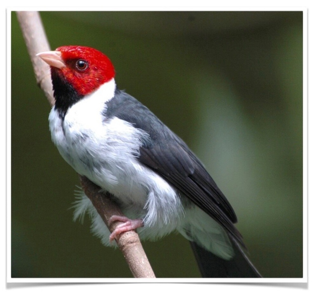 Buy Red Capped Cardinal Online Novan Bird's For Sale