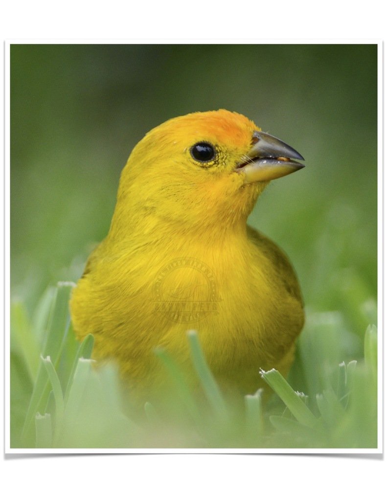 Buy Tanager Saffron (Saffron Finch) Online Novan Bird's For Sale
