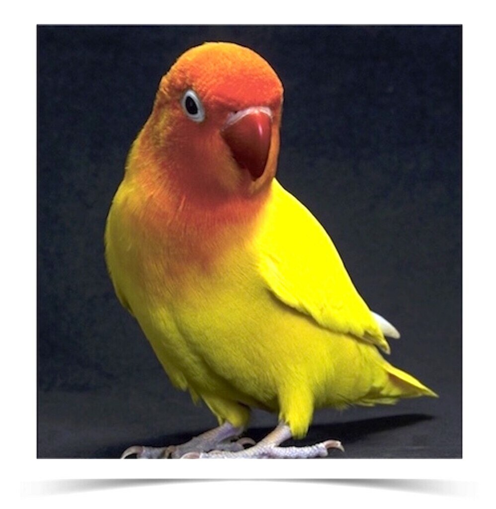 Buy Yellow Fischer's Lovebird Online Novan Bird's For Sale