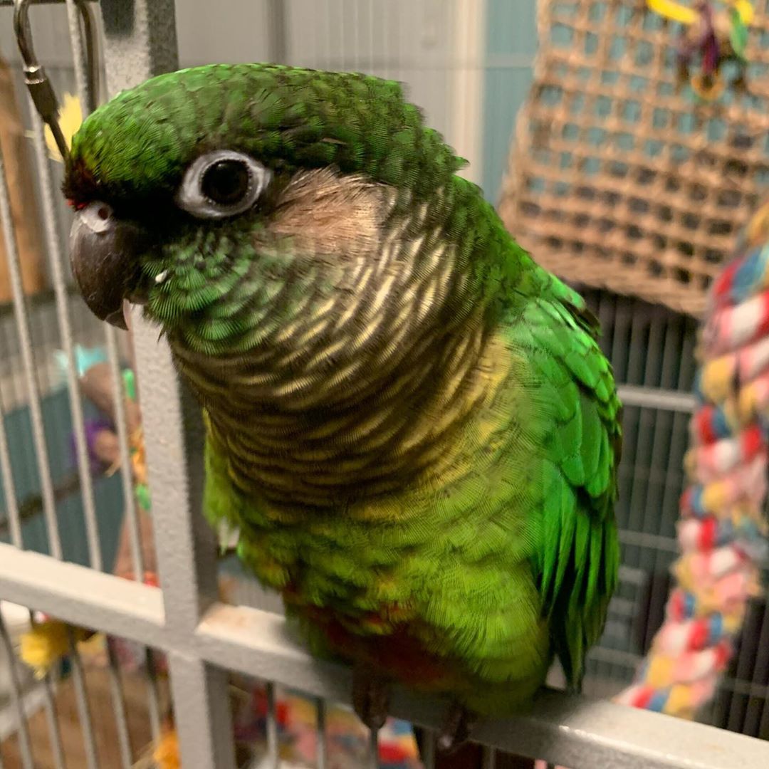 Maroon Bellied Conure Novan Bird's For Sale