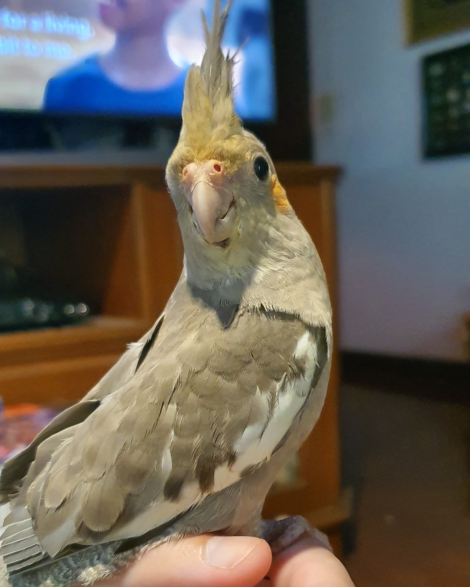 Normal Grey Cockatiel Novan Birds For Sale 