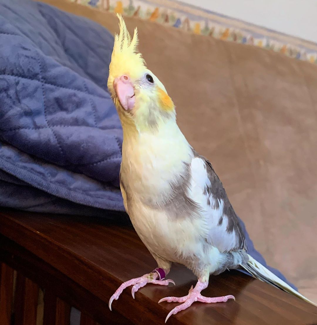 Pied Cockatiel Novan Birds For Sale 