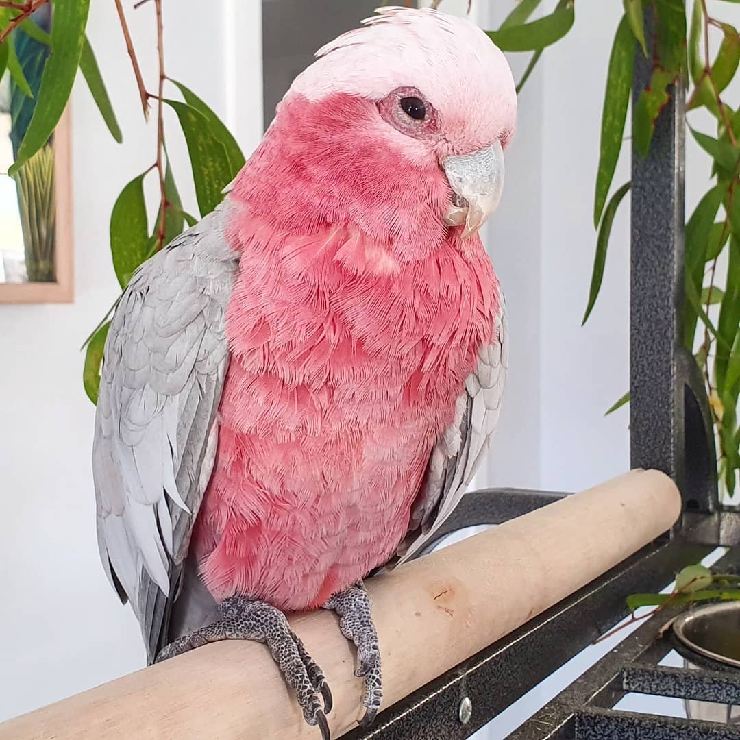 RoseBreasted Cockatoo Novan Bird's For Sale