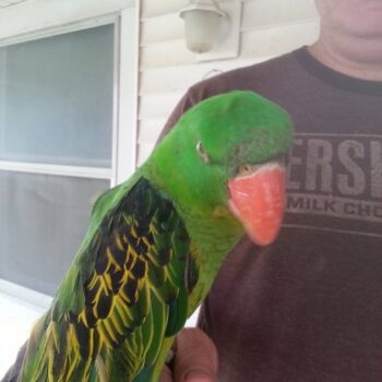 Buy GREAT-BILLED PARROT For Sale - Image 4