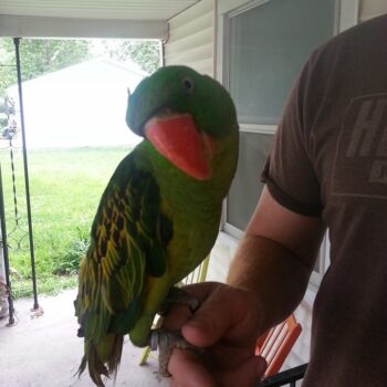 Buy GREAT-BILLED PARROT For Sale - Image 5