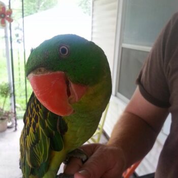 Buy GREAT-BILLED PARROT For Sale - Image 6