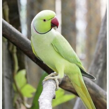 Buy African Ring-necked Parakeets Online