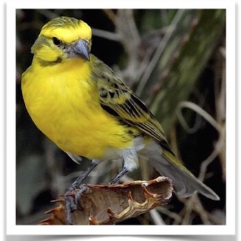 Buy White Bellied Canary Online - Image 3