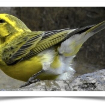 Buy White Bellied Canary Online - Image 4
