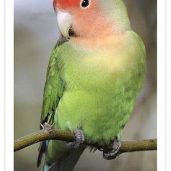Buy Lovebirds - Peach-faced Online - Image 2