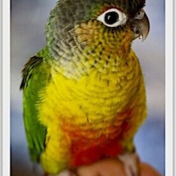 Buy Conure - Yellow-sided Green Cheek Online