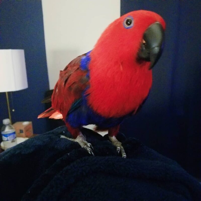 Red Sided Eclectus