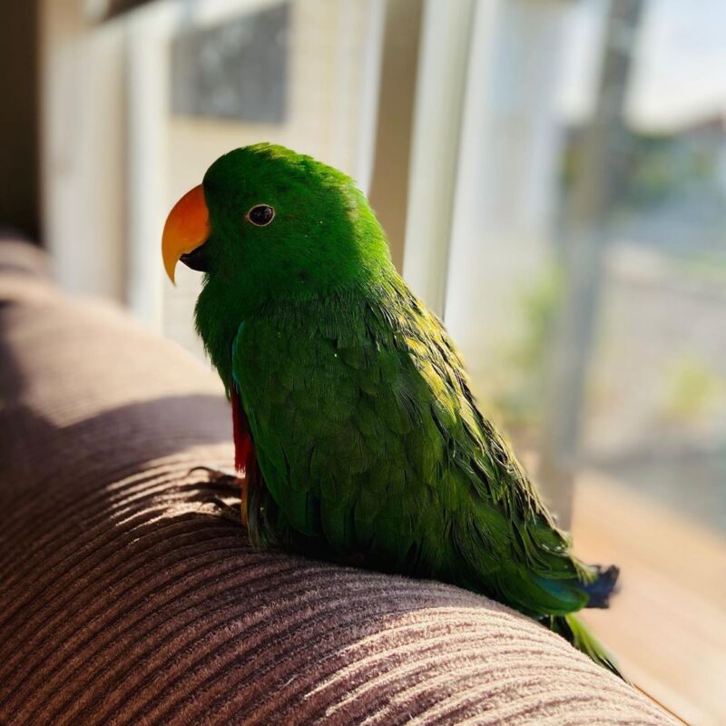 Solomon Island Eclectus