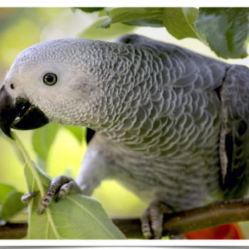 Buy African Grey Parrots Online 