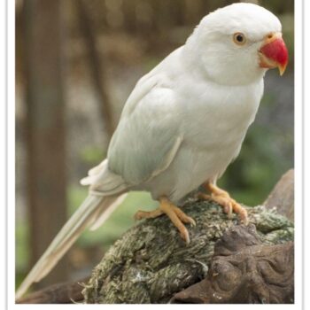 Buy Albino Indian Ringneck Parakeet Online