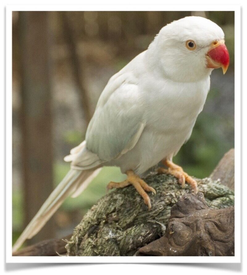 Buy Albino Indian Ringneck Parakeet Online