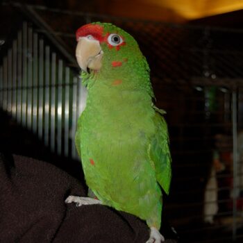 BUY MILITARY MACAW ONLINE - Image 2