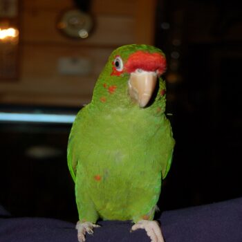 BUY MILITARY MACAW ONLINE - Image 3