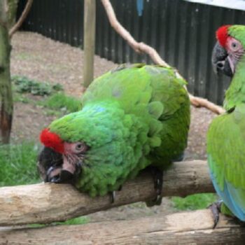 BUY MILITARY MACAW ONLINE - Image 4