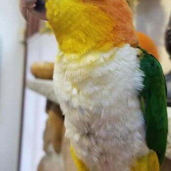 BUY WHITE BELLIED CAIQUE FOR SALE - Image 2