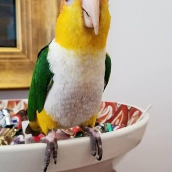 BUY WHITE BELLIED CAIQUE FOR SALE - Image 3