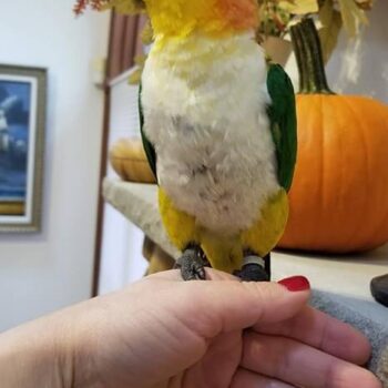 BUY WHITE BELLIED CAIQUE FOR SALE - Image 4