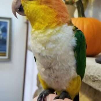 BUY WHITE BELLIED CAIQUE FOR SALE - Image 5