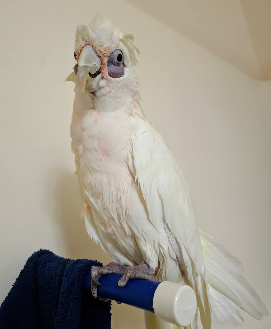 intelligent bare eyed cockatoo