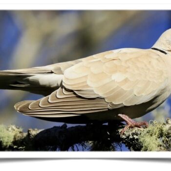 Buy Ring-necked Dove - Beige (Wild Color) Online