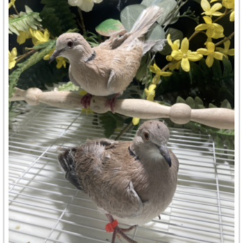 Buy Beige Silkie Dove Online