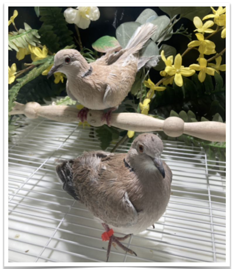 Buy Beige Silkie Dove Online