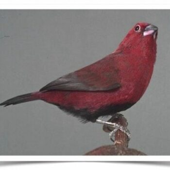 Buy Black-bellied Firefinch Online