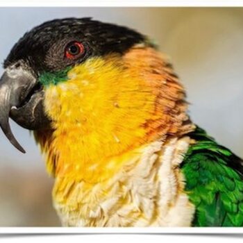 Buy Black Headed Caique Online - Image 4