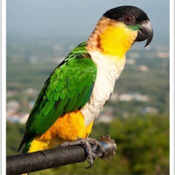 Buy Black Headed Caique Online - Image 3